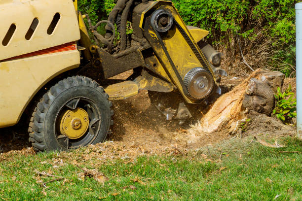 How Our Tree Care Process Works  in  Pocahontas, AR